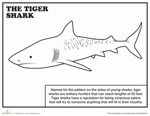 Tiger Shark coloring #20, Download drawings