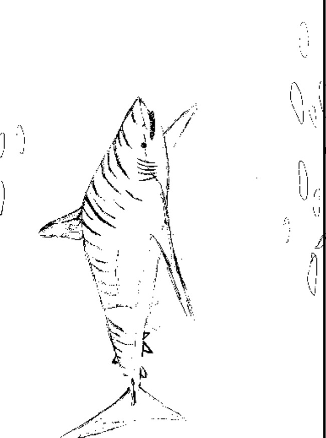 Tiger Shark coloring #6, Download drawings