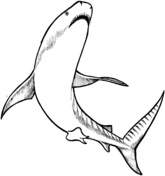 Tiger Shark coloring #19, Download drawings