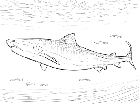 Tiger Shark coloring #15, Download drawings