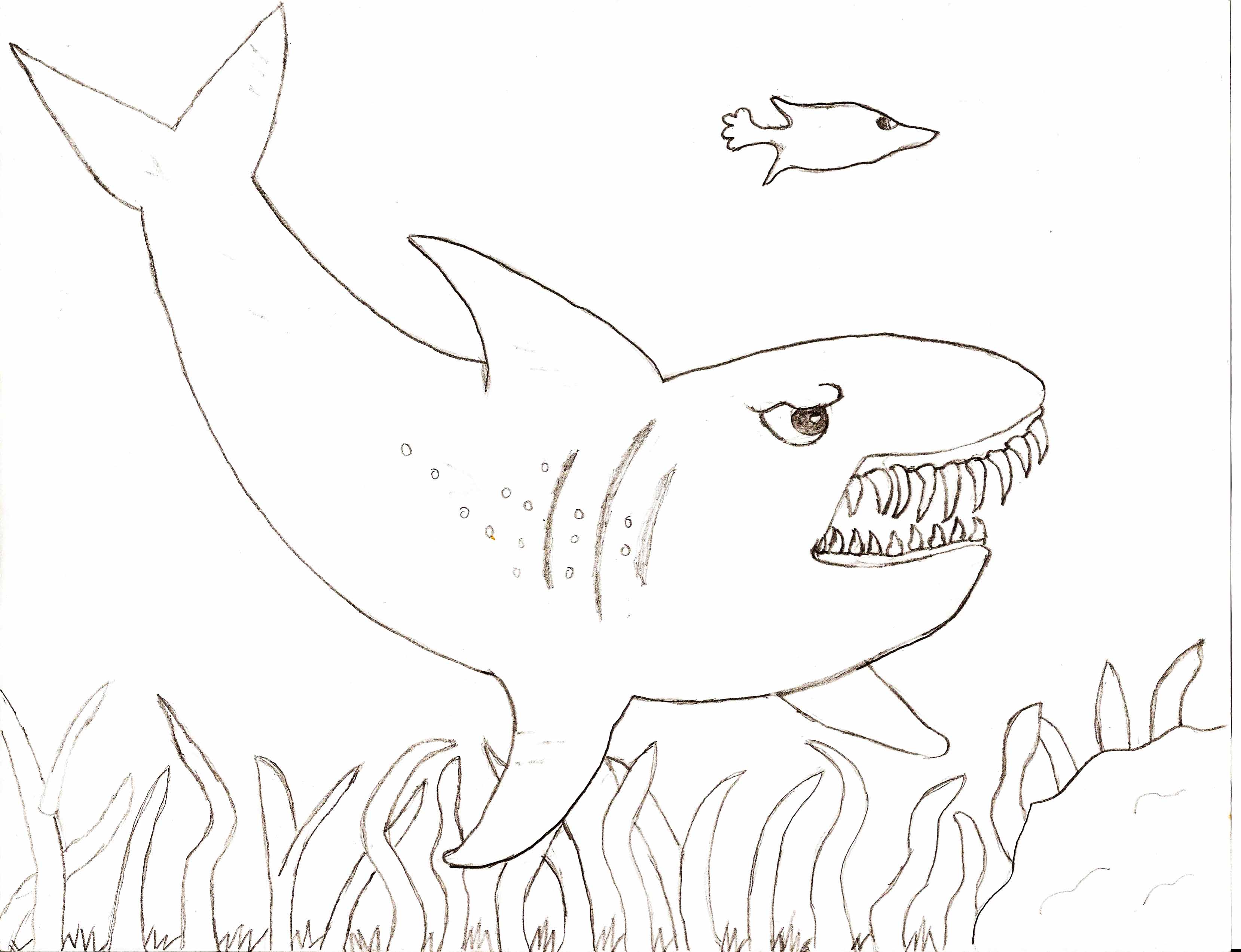 Tiger Shark coloring #5, Download drawings