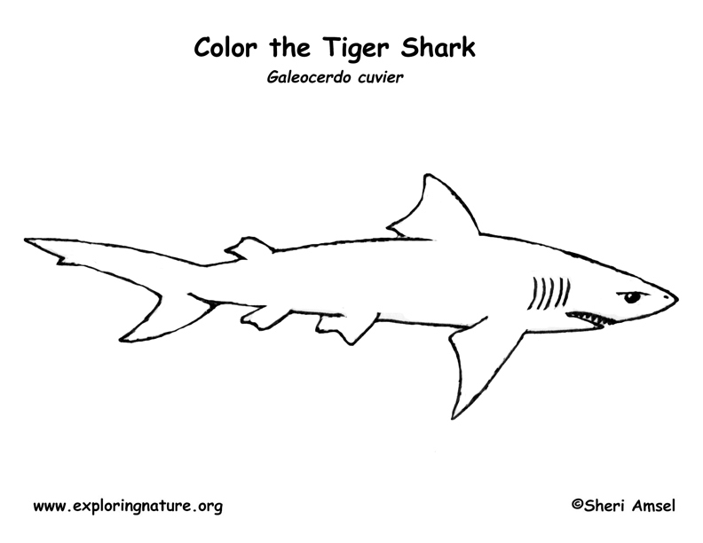Tiger Shark coloring #18, Download drawings