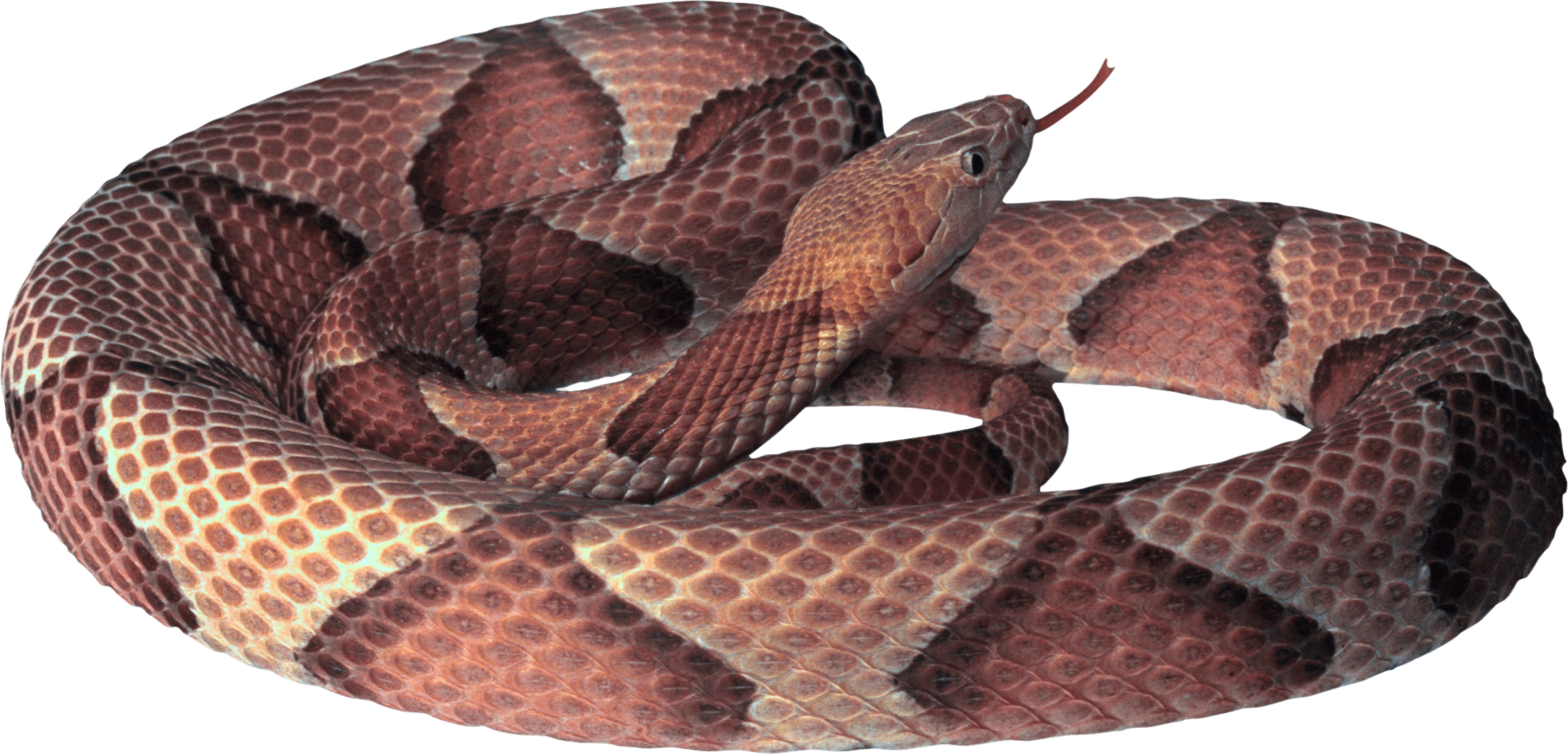 Tiger Snake clipart #3, Download drawings