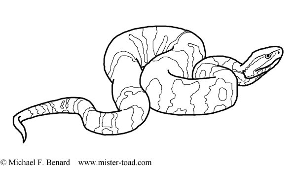 Tiger Snake coloring #19, Download drawings