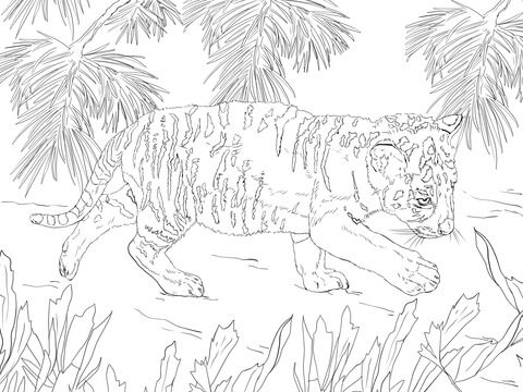 Tigre Bengala coloring #15, Download drawings