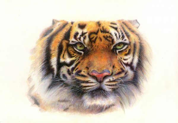 Tigre Bengala coloring #10, Download drawings