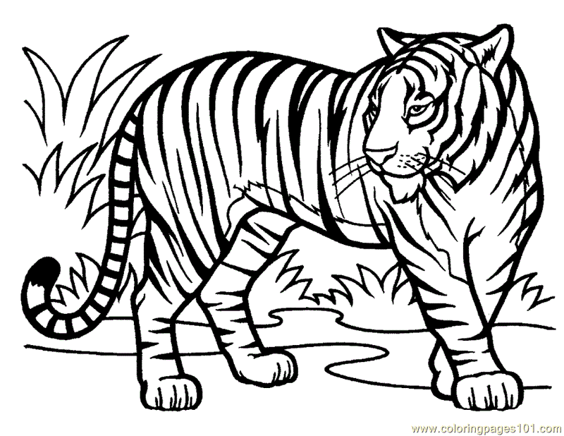 Tigres coloring #7, Download drawings