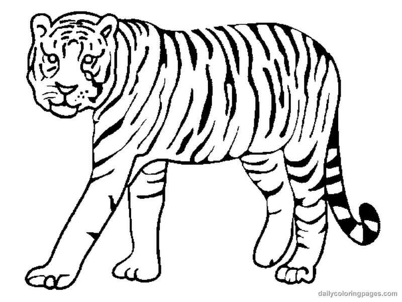 Tigres coloring #19, Download drawings