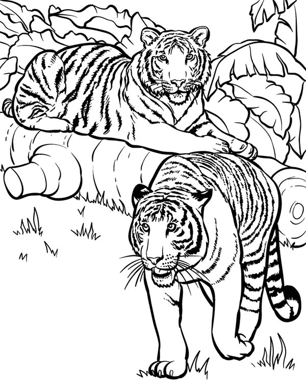 Tigres coloring #3, Download drawings