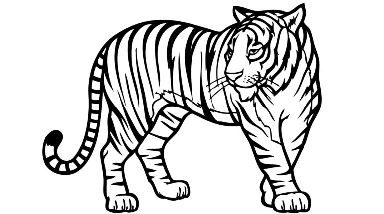 Download Tiiger coloring for free - Designlooter 2020 👨‍🎨