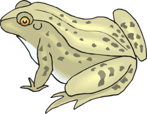 Toad clipart #3, Download drawings