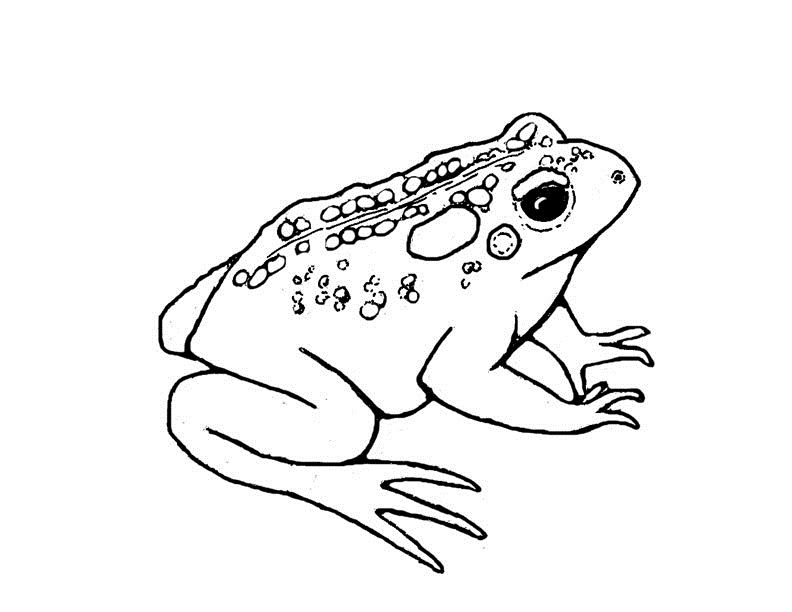 Toad coloring #16, Download drawings