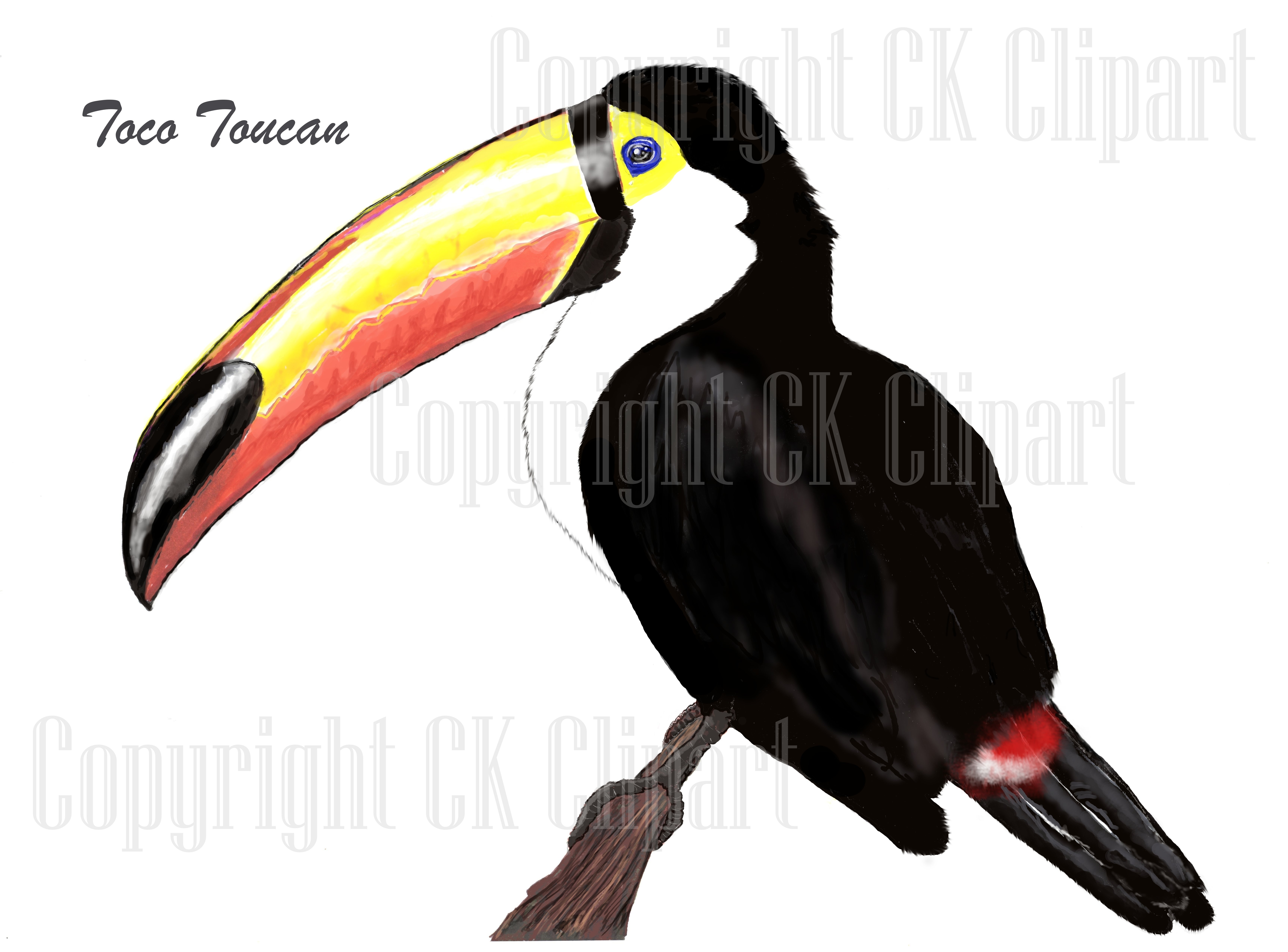 Toco Toucan clipart #4, Download drawings