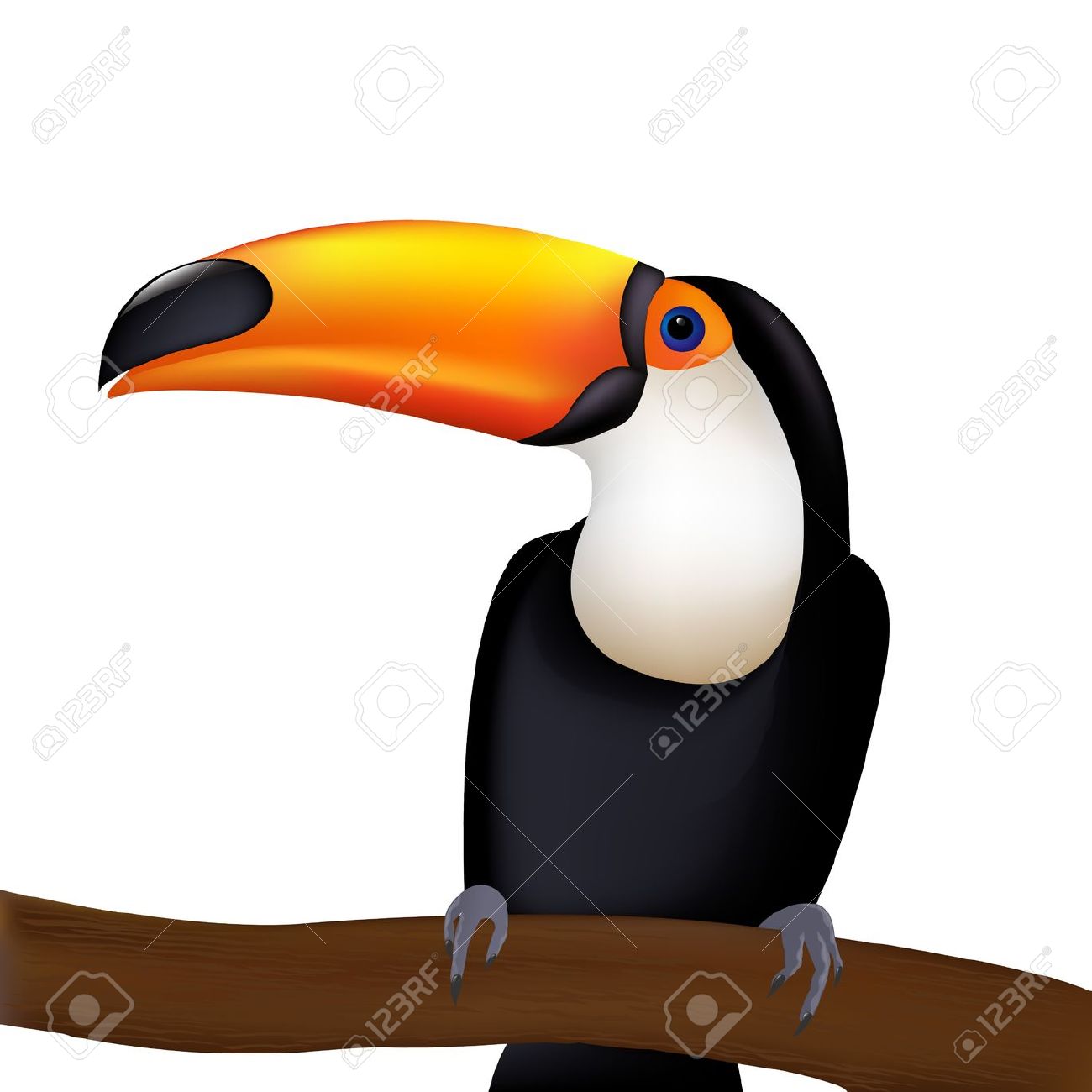 Toco Toucan clipart #12, Download drawings
