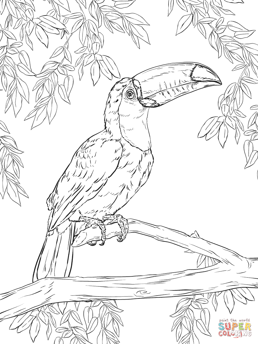 Toco Toucan coloring #5, Download drawings