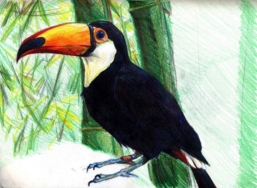Toco Toucan coloring #15, Download drawings