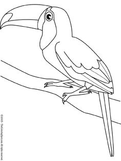 Toco Toucan coloring #14, Download drawings