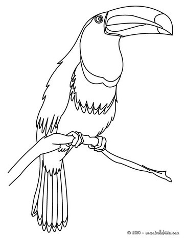 Toucan coloring #20, Download drawings
