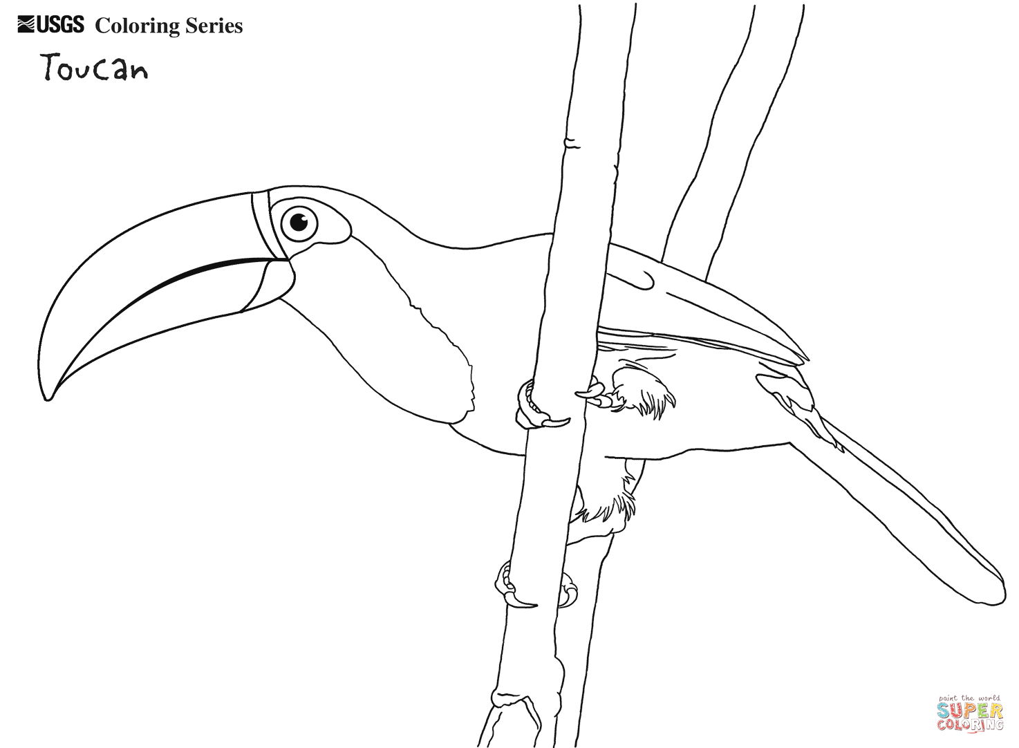 Toco Toucan coloring #7, Download drawings