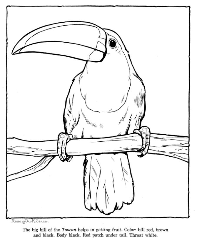 Toco Toucan coloring #2, Download drawings