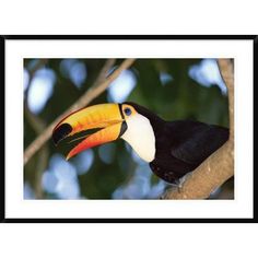 Toco Toucan svg #10, Download drawings