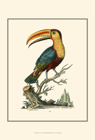 Toco Toucan svg #11, Download drawings