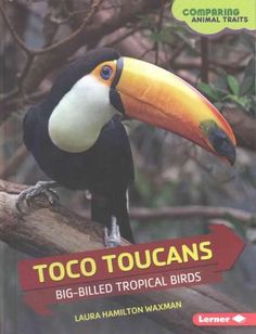 Toco Toucan svg #6, Download drawings