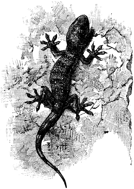 Tokay Gecko clipart #1, Download drawings