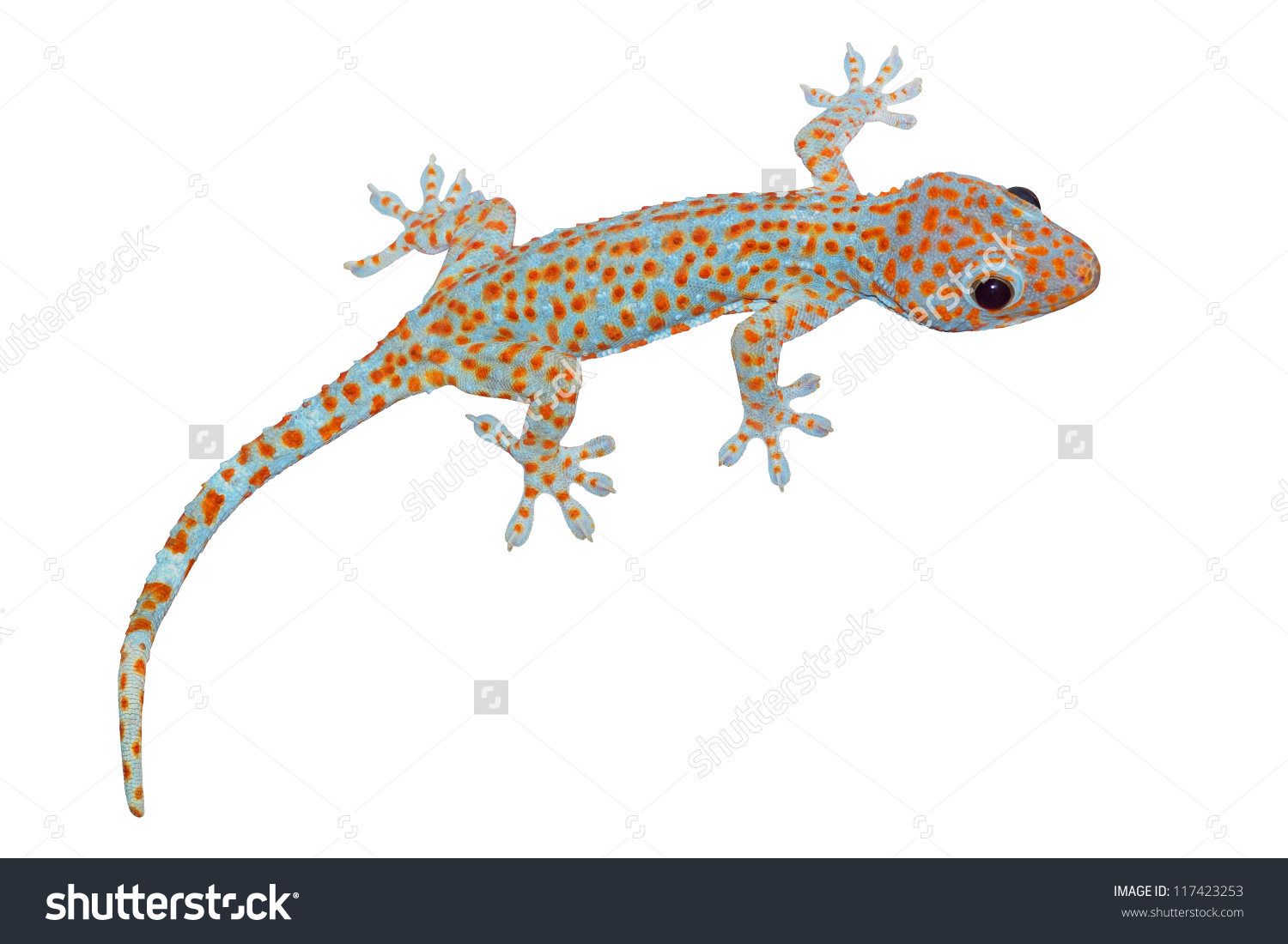 Tokay Gecko clipart #2, Download drawings