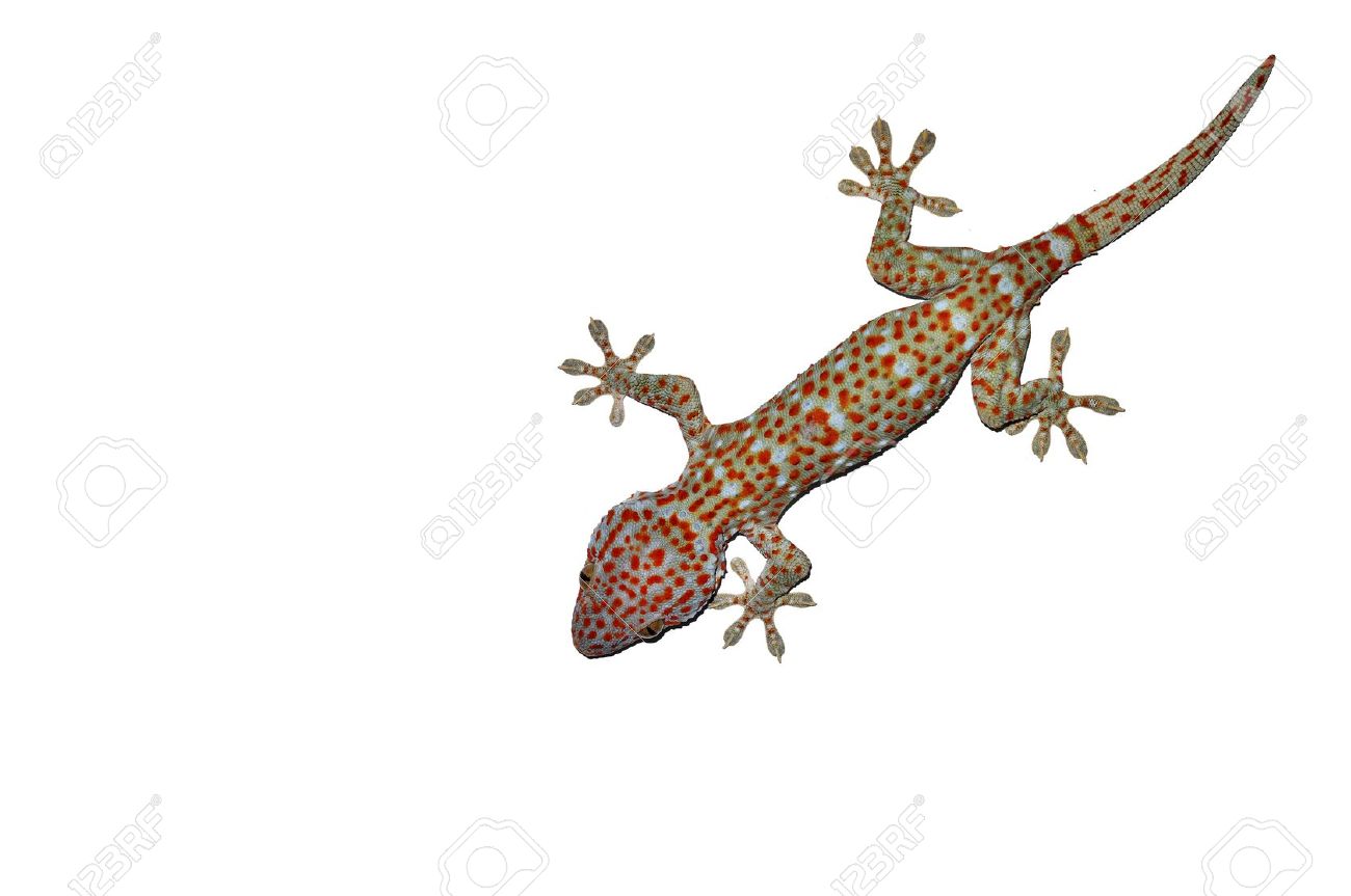 Tokay Gecko clipart #18, Download drawings