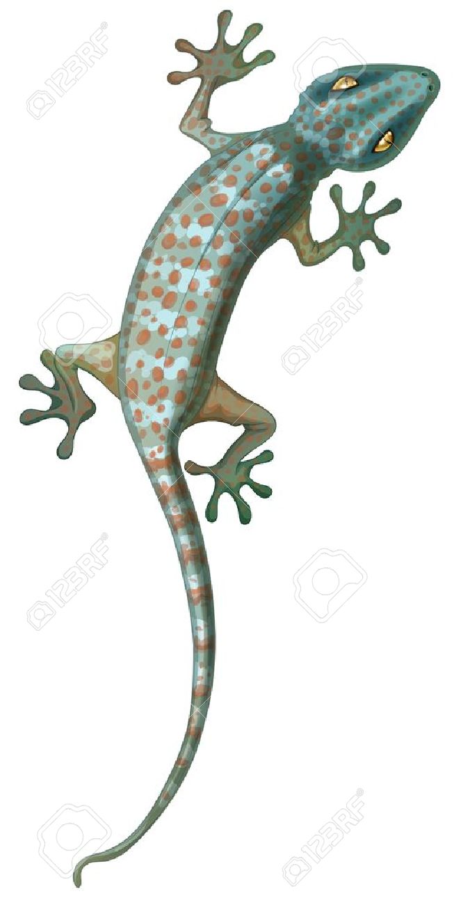 Tokay Gecko clipart #11, Download drawings