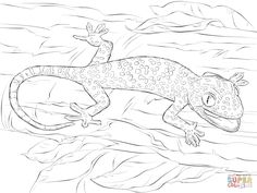 Tokay Gecko coloring #17, Download drawings