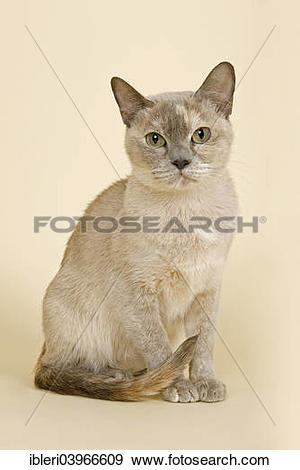 Tonkinese clipart #3, Download drawings