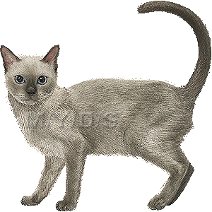 Tonkinese clipart #4, Download drawings