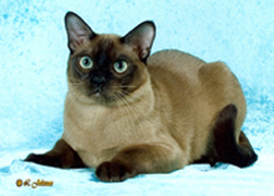 Tonkinese coloring #14, Download drawings