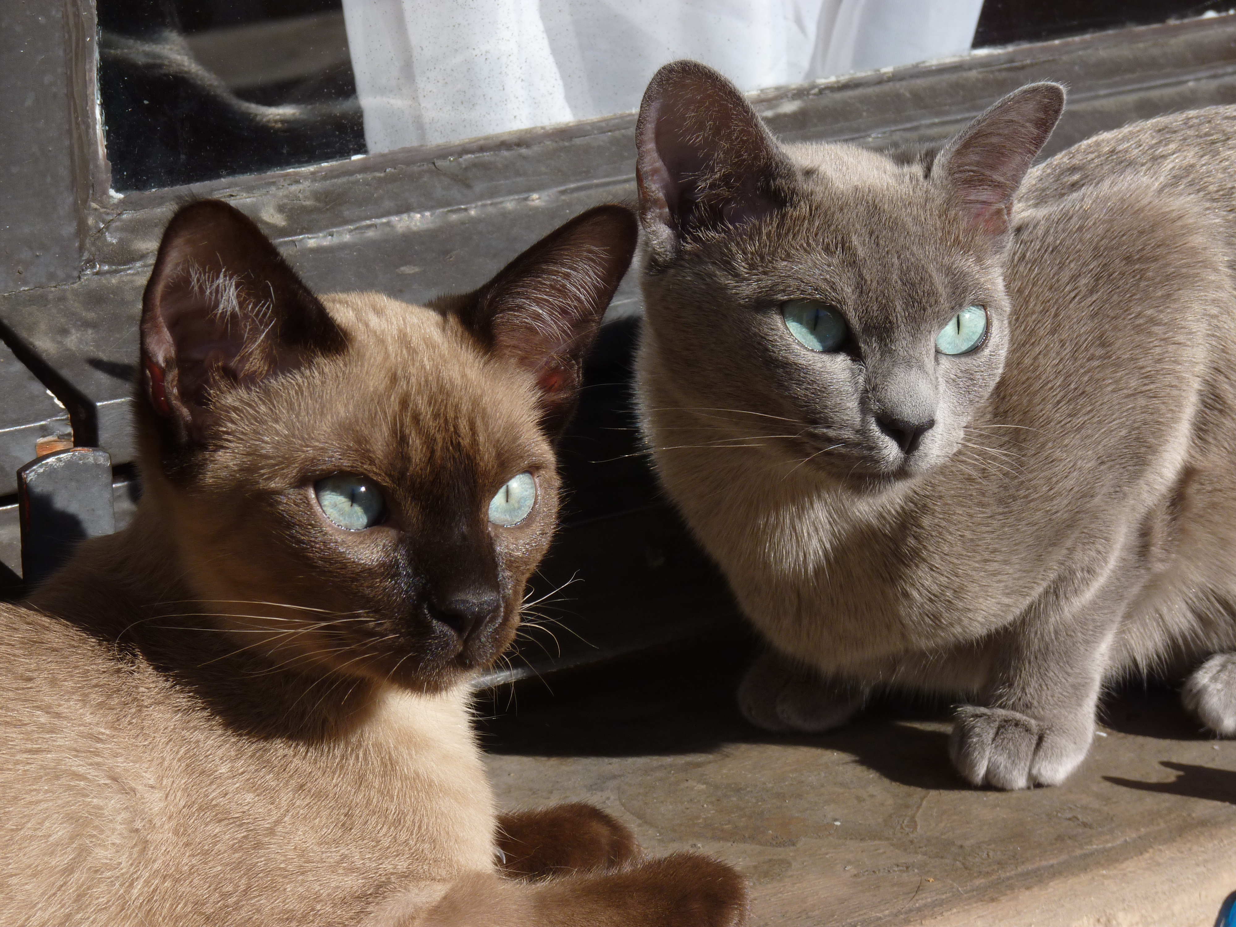 Tonkinese coloring #1, Download drawings