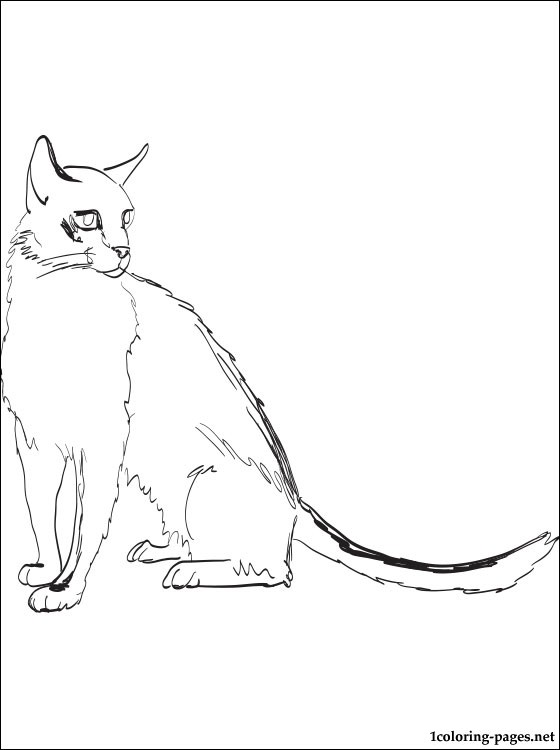 Tonkinese coloring #4, Download drawings