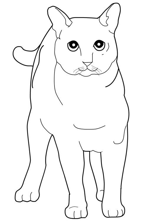 Tonkinese coloring #8, Download drawings