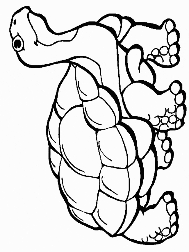 Tortoise coloring #4, Download drawings