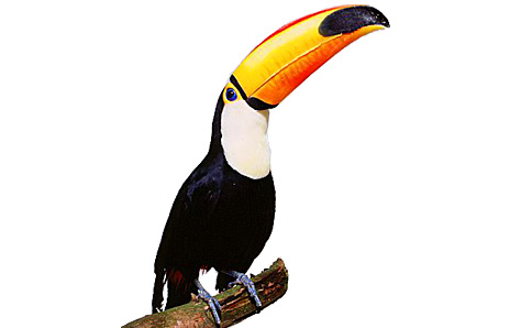 Toucan clipart #17, Download drawings