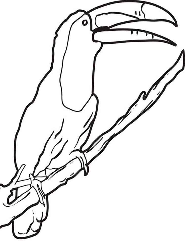 Toucan coloring #9, Download drawings
