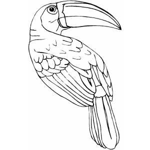 Toucan coloring #1, Download drawings