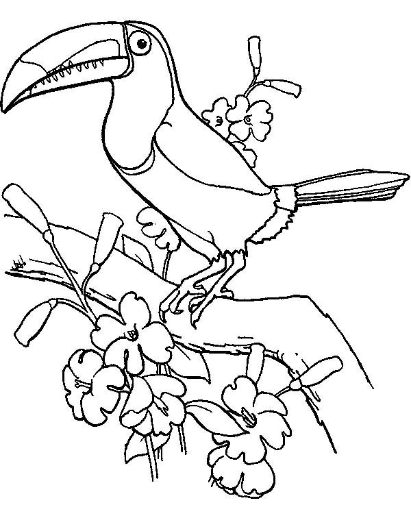 Toucan coloring #2, Download drawings