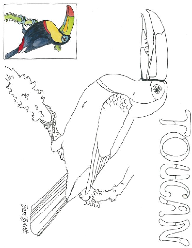 Toucan coloring #16, Download drawings