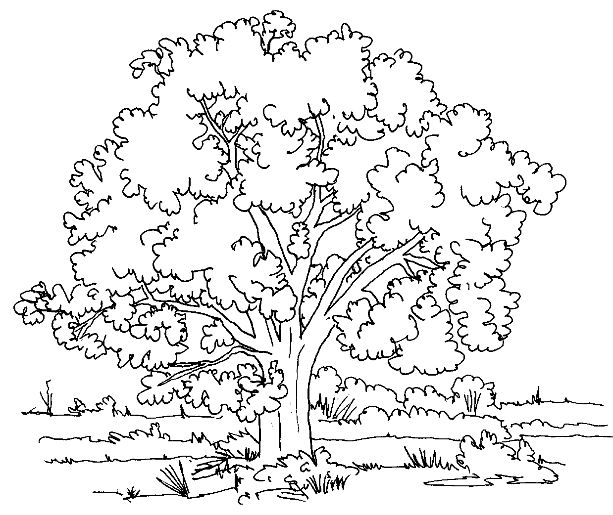 Oak Tree coloring #16, Download drawings