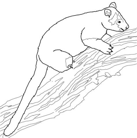 Tree Kangaroo coloring #15, Download drawings