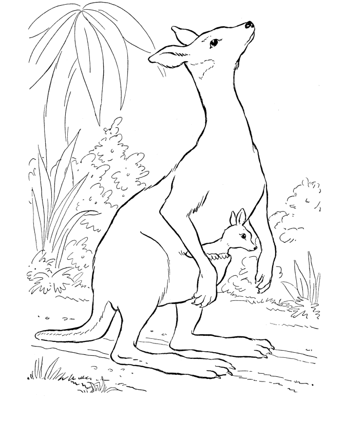 Tree Kangaroo coloring #19, Download drawings