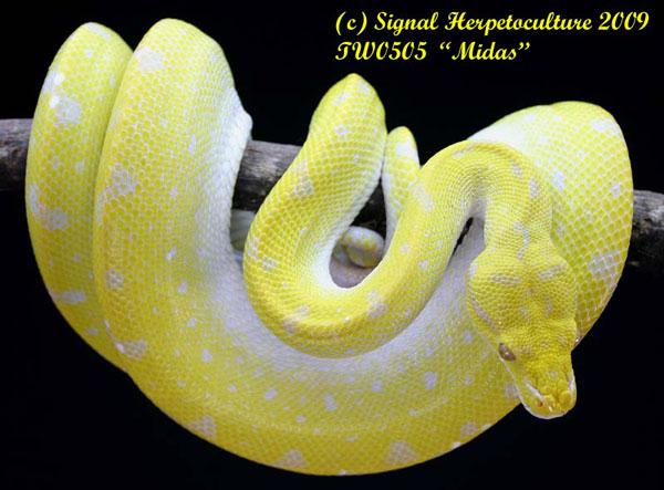 Tree Python coloring #7, Download drawings