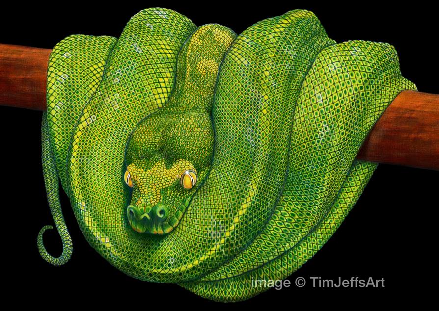 Tree Python coloring #12, Download drawings