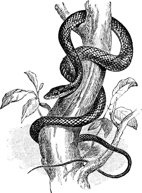 Tree Snake clipart #13, Download drawings